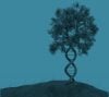 stock-photo-dna-shaped-tree-with-trunks-forming-the-double-helix-260316764 copy